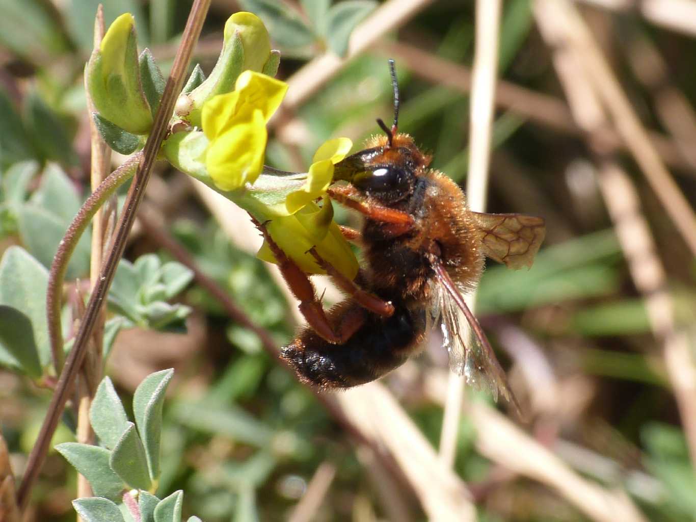 Vecchio Chalicodoma sicula?